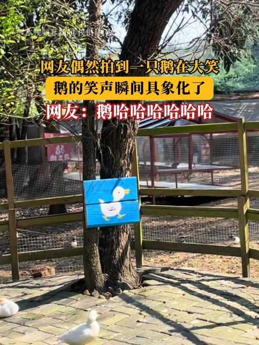 网友偶然拍到一只鹅在大笑,鹅的笑声瞬间具象化了!