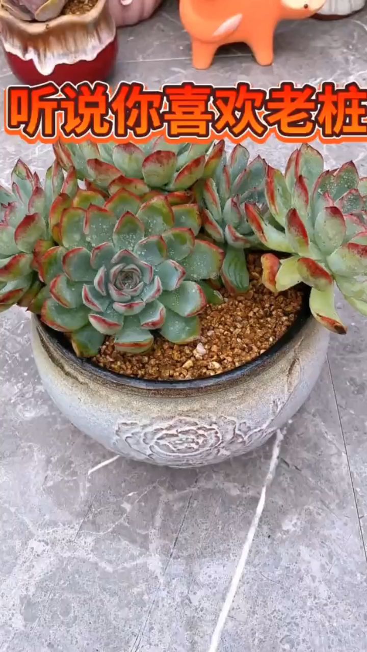 听说你喜欢多肉老桩,看我如何修剪它们?