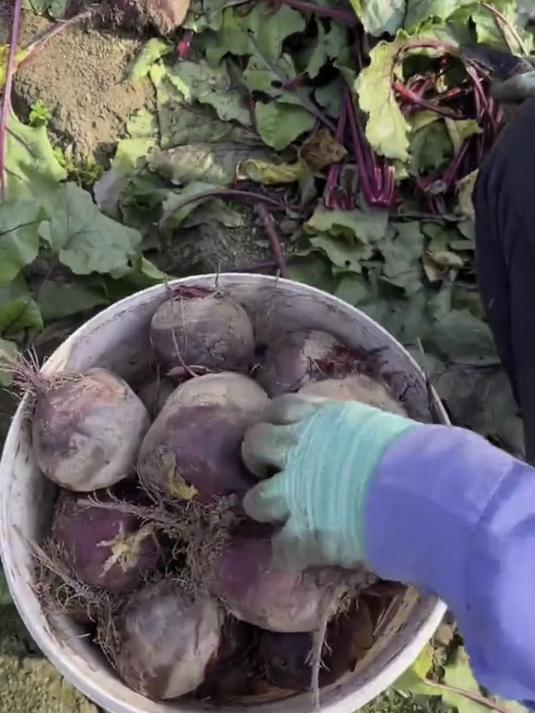 红皮红心的甜菜根,既能凉拌生吃又能榨汁,解锁健康新吃法!