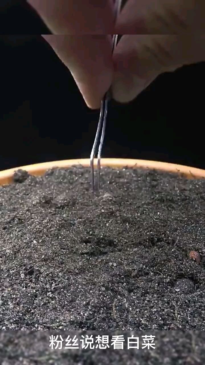 种小白菜的步骤跟方法