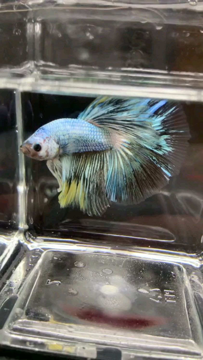 生活需要烟火,也需要静静的美好,一条斗鱼解万般忧愁写烦恼