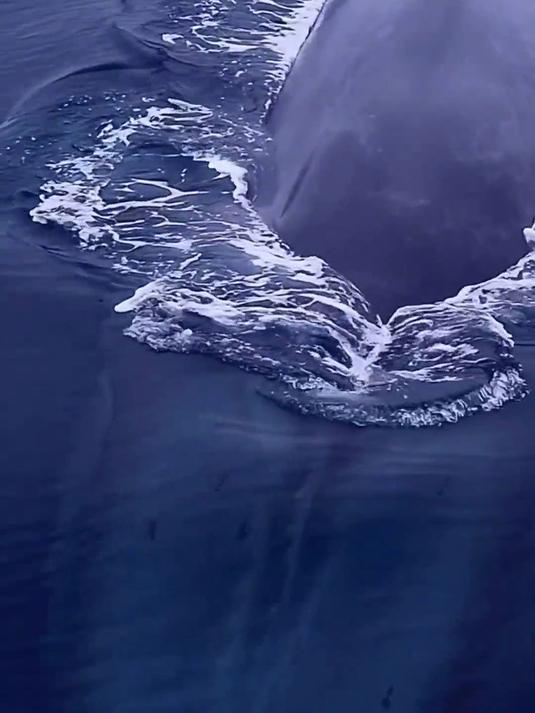 鲸鱼出水
