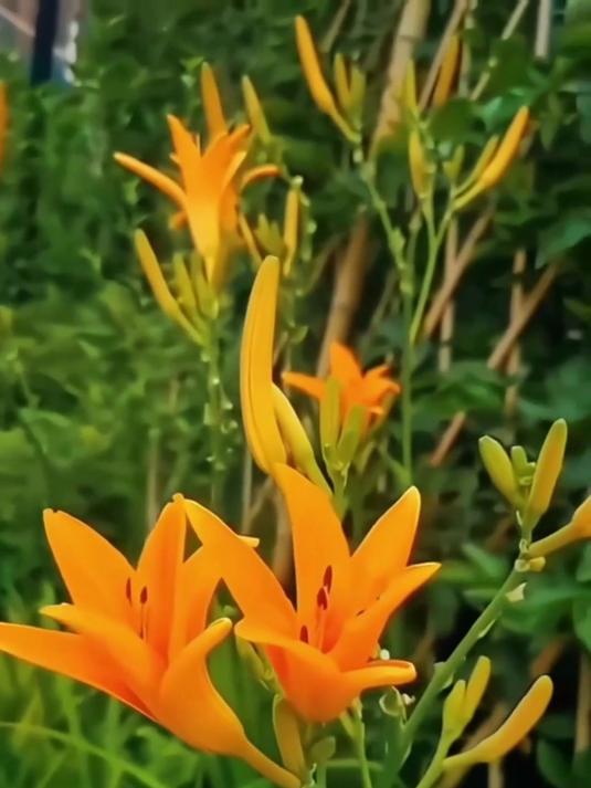 干黄花菜炒蒜苗,鲜香下饭,家常必备!