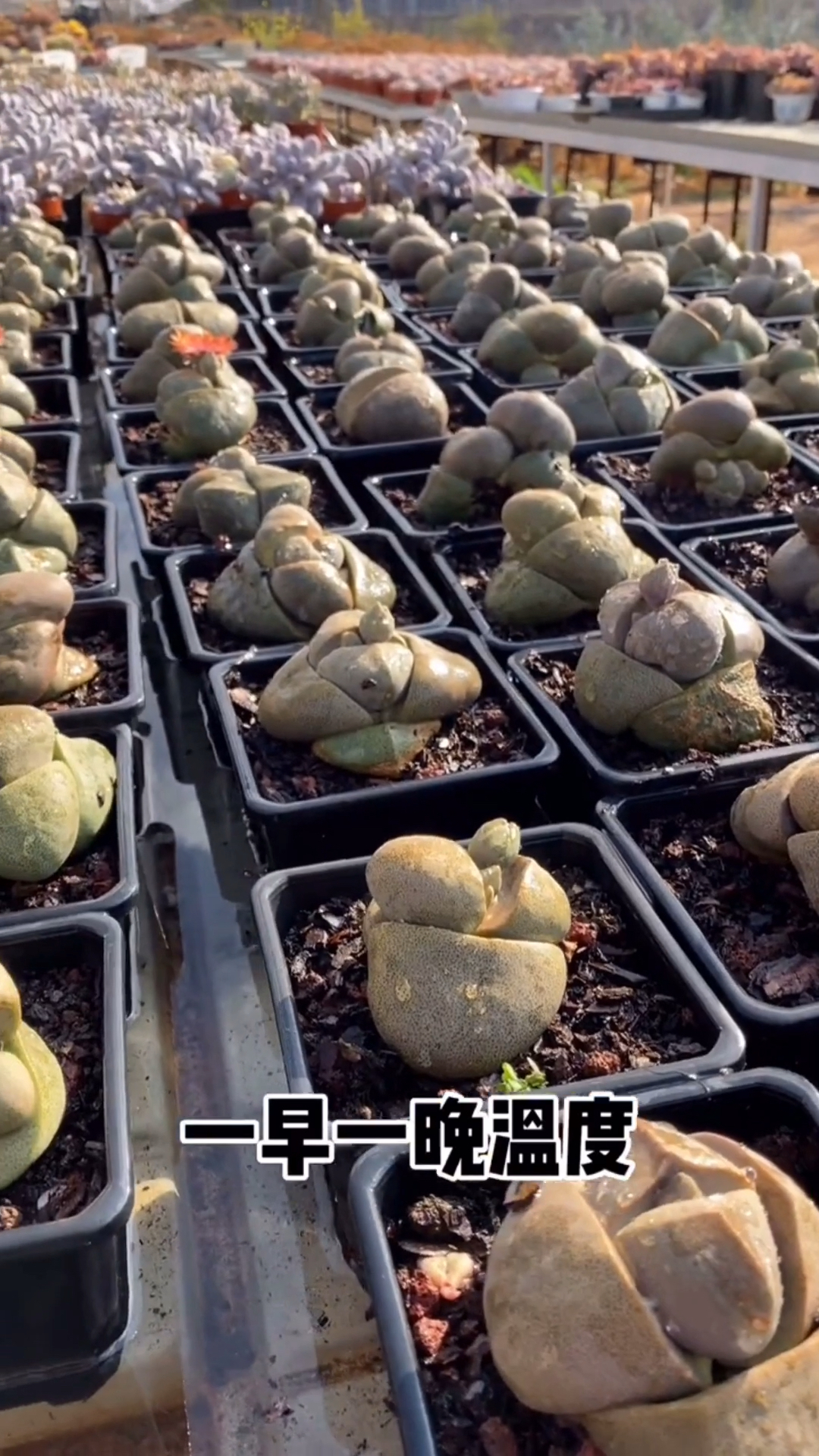 多肉帝玉开花了,看起来真像一个个大元宝