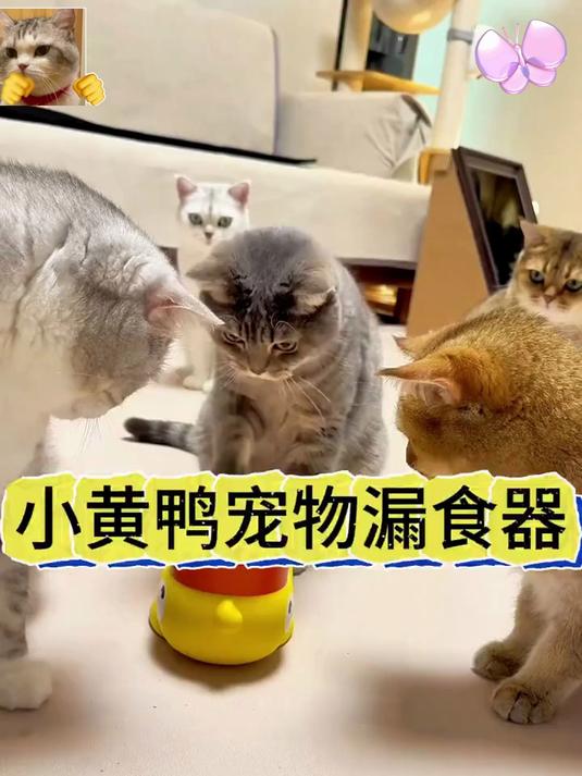 小黄鸭漏食超吸宠！响着藏玩具，猫狗追玩出粮快！