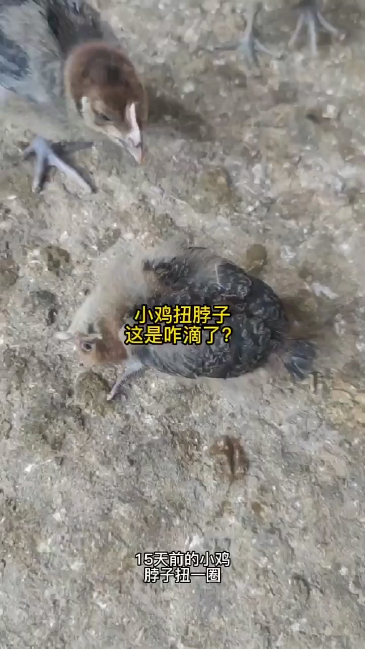 小鸡扭脖子这是咋滴了