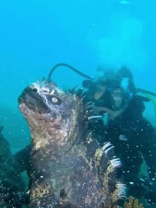 皇带鱼真的能预测地震吗？分享几种深海生物，你认识几种？