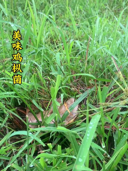 #优质视频激励计划##野生菌#好漂亮的美味鸡枞菌