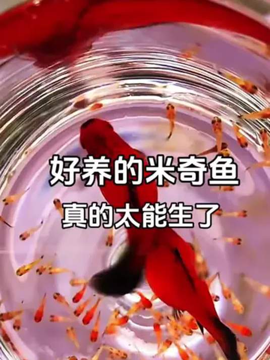 米奇鱼繁殖力惊人,一窝接一窝,新手养鱼快尝试