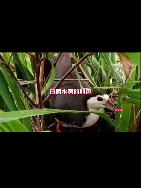白面水鸡的叫声!