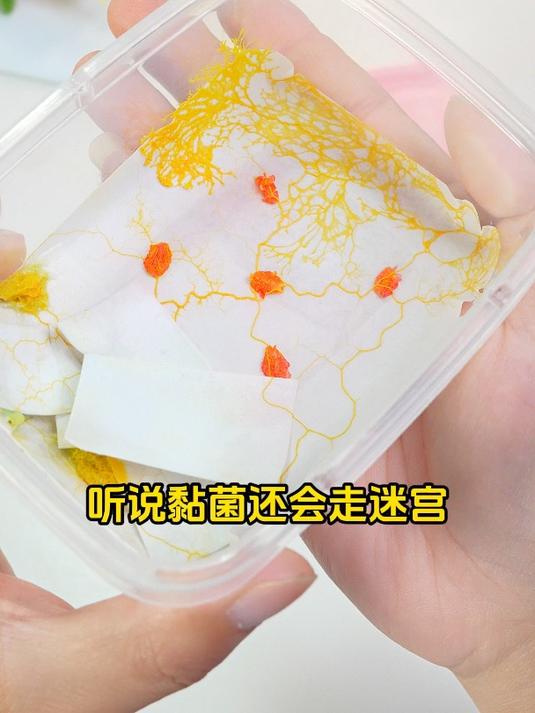 黏菌的迷宫大挑战,能成功穿越迷宫吃到面包吗?