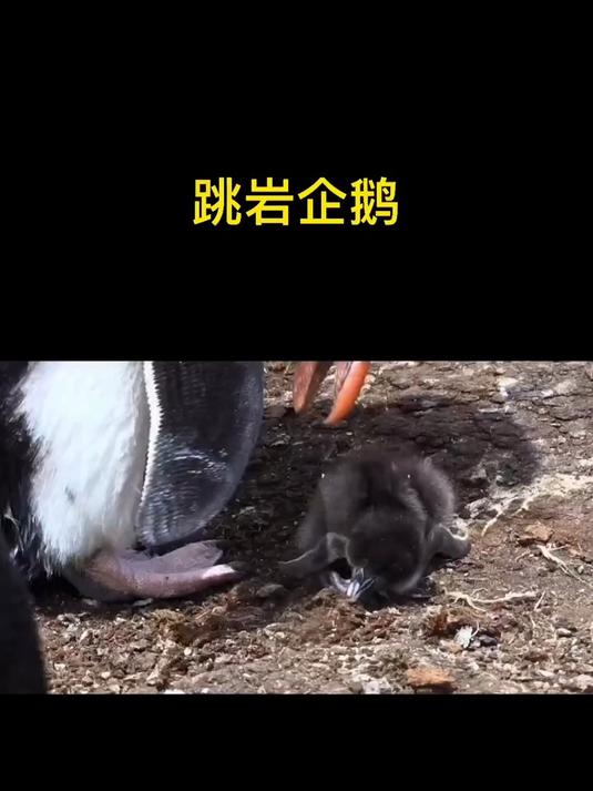 跳岩企鹅生活记实