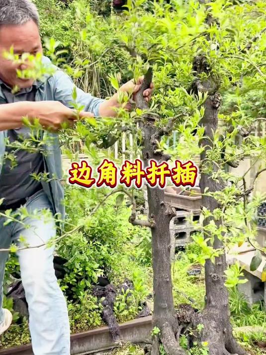 专门去捡别人家角料回家扦插,十年后你将拥有一个盆景园