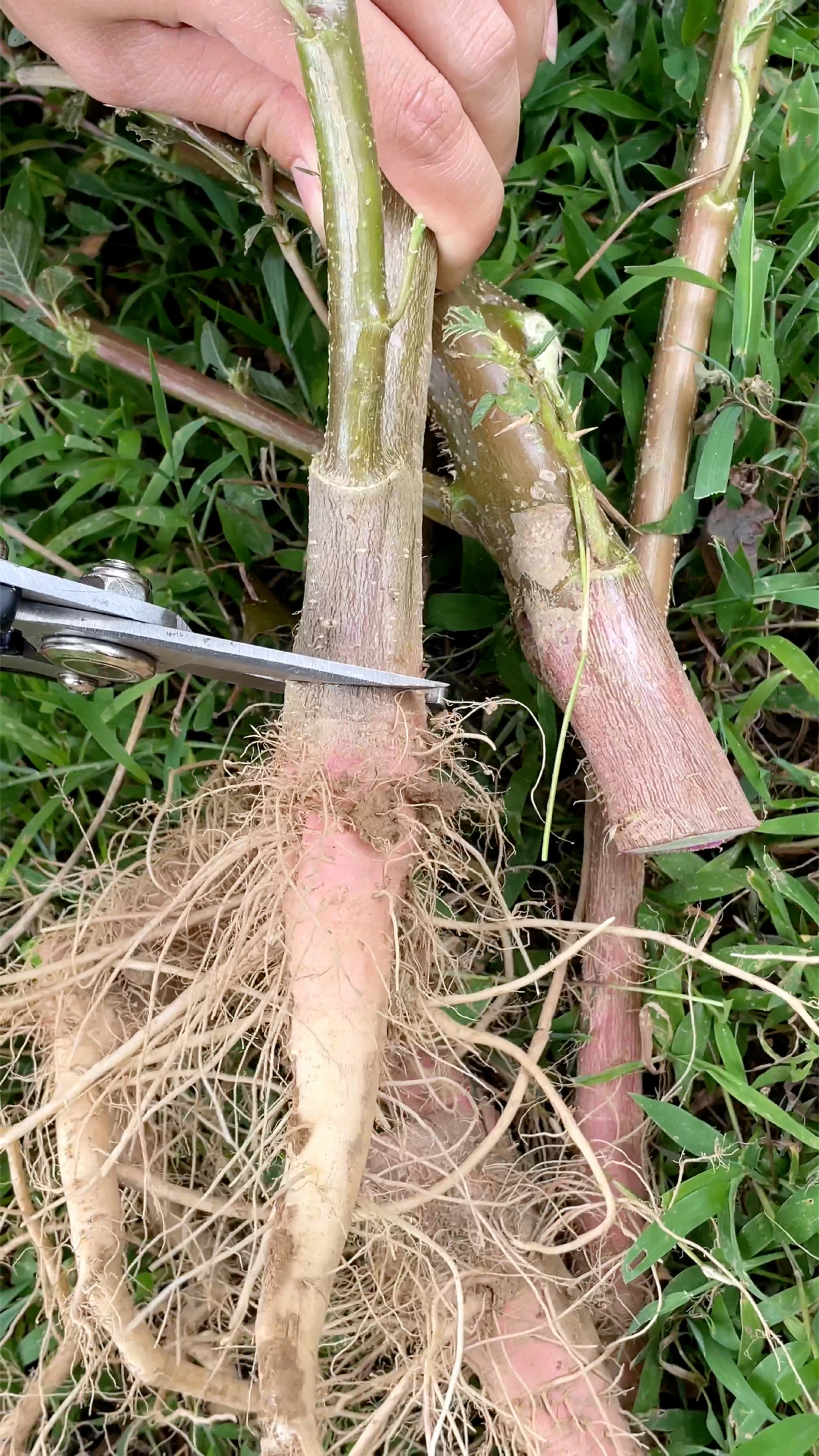 农村的簕苋菜,它的根被称为“土人参”,你了解吗?遇见采挖些回家晒干