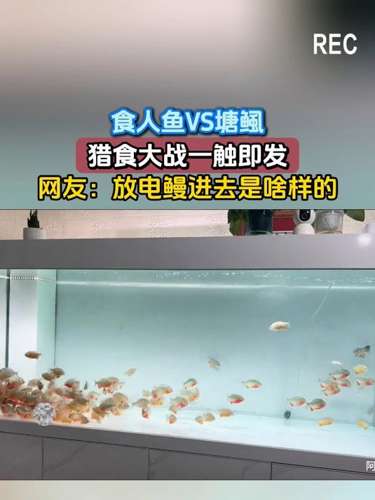 食人鱼VS塘鲺,猎食大战一触即发,网友:放电鳗进去是啥样的