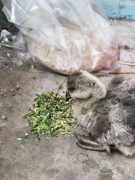 每天早起喂大鹅，灰色的小鹅生病了