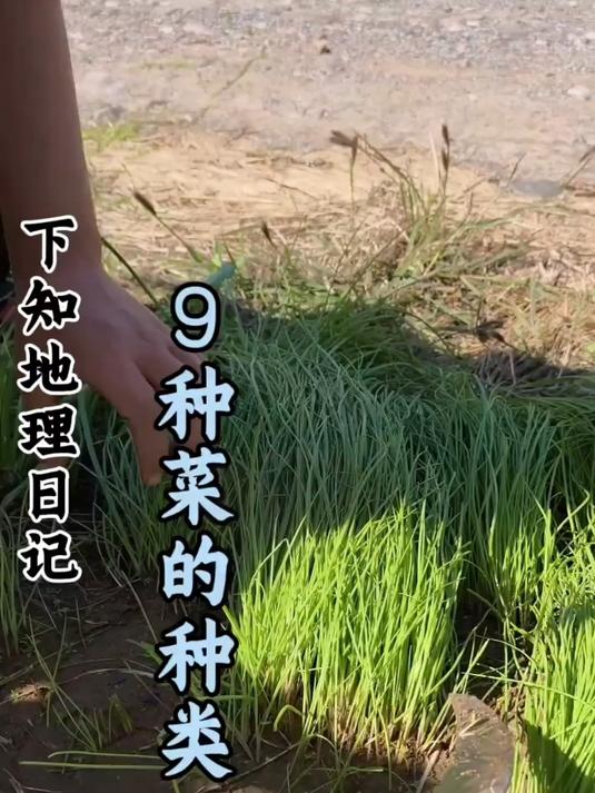 科普分享一些菜的种类,你看你认识几种!