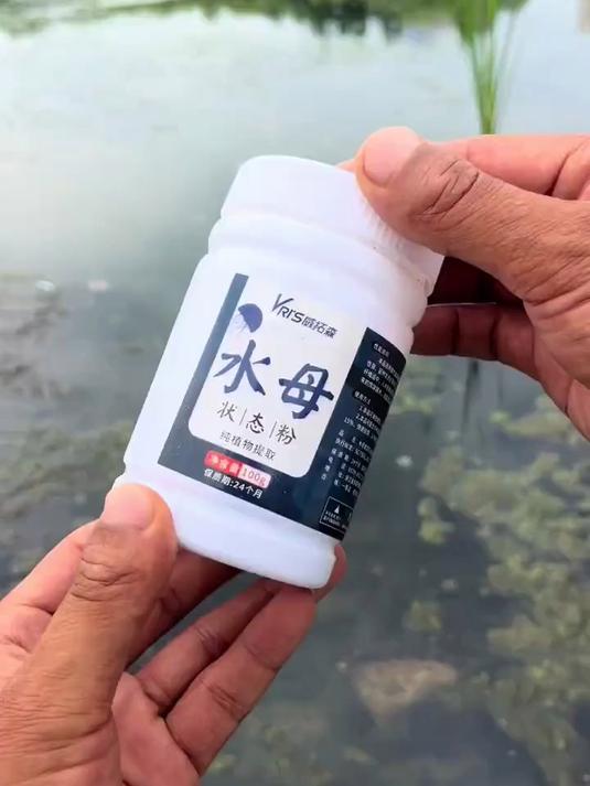 用好水母状态粉，直击底部鲫鱼鲤鱼，威拓森钓鱼水母粉状态拉丝粉
