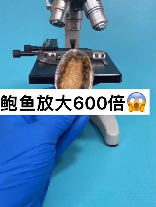 鲍鱼一定要煮熟再吃……