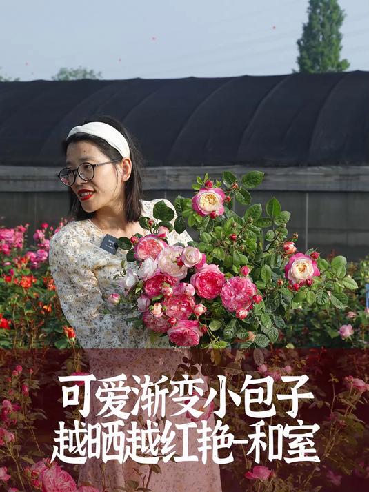 “和室”会变色的包子型月季,耐热耐晒,花色越晒越红,长势快