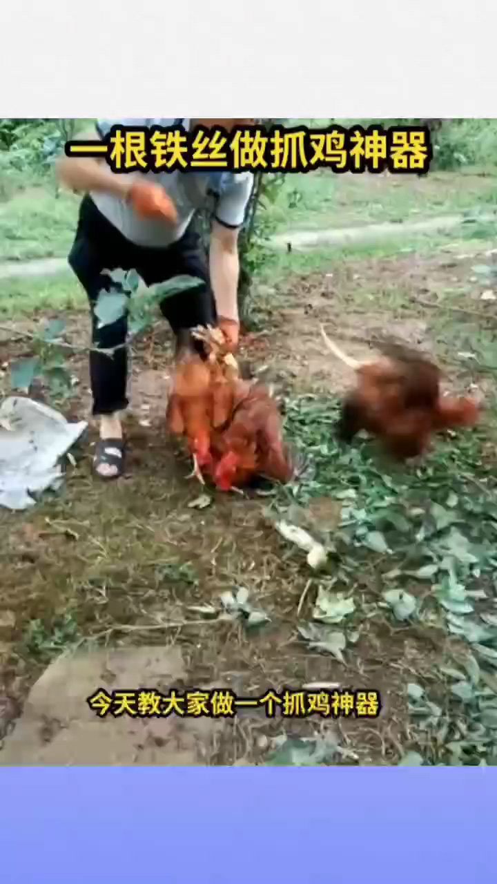 一根铁丝做抓鸡神器