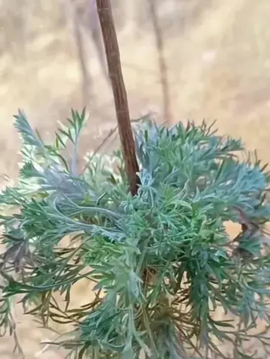 茵陈白蒿:春天野菜里的大自然馈赠,超美味!