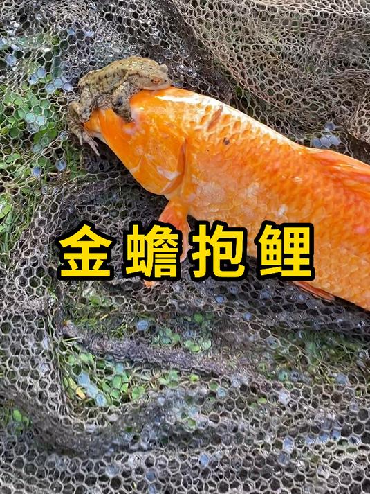 金蟾抱鲤,是一种很少见的自然现象!