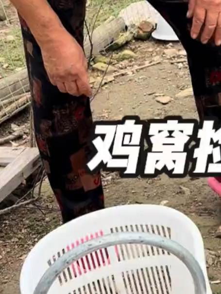 鸡窝里的树根长满了榛蘑，一把一把的采，真的太过瘾了！