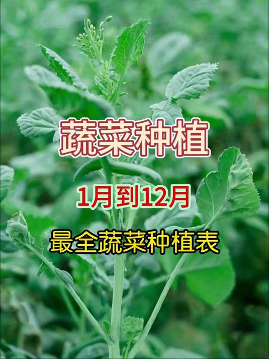 一年四季最全的蔬菜种植表
