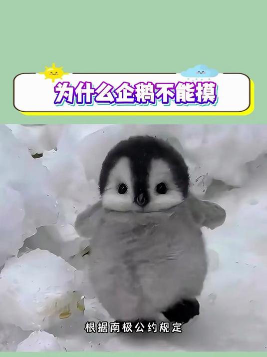 为什么企鹅不能摸?真相大白!