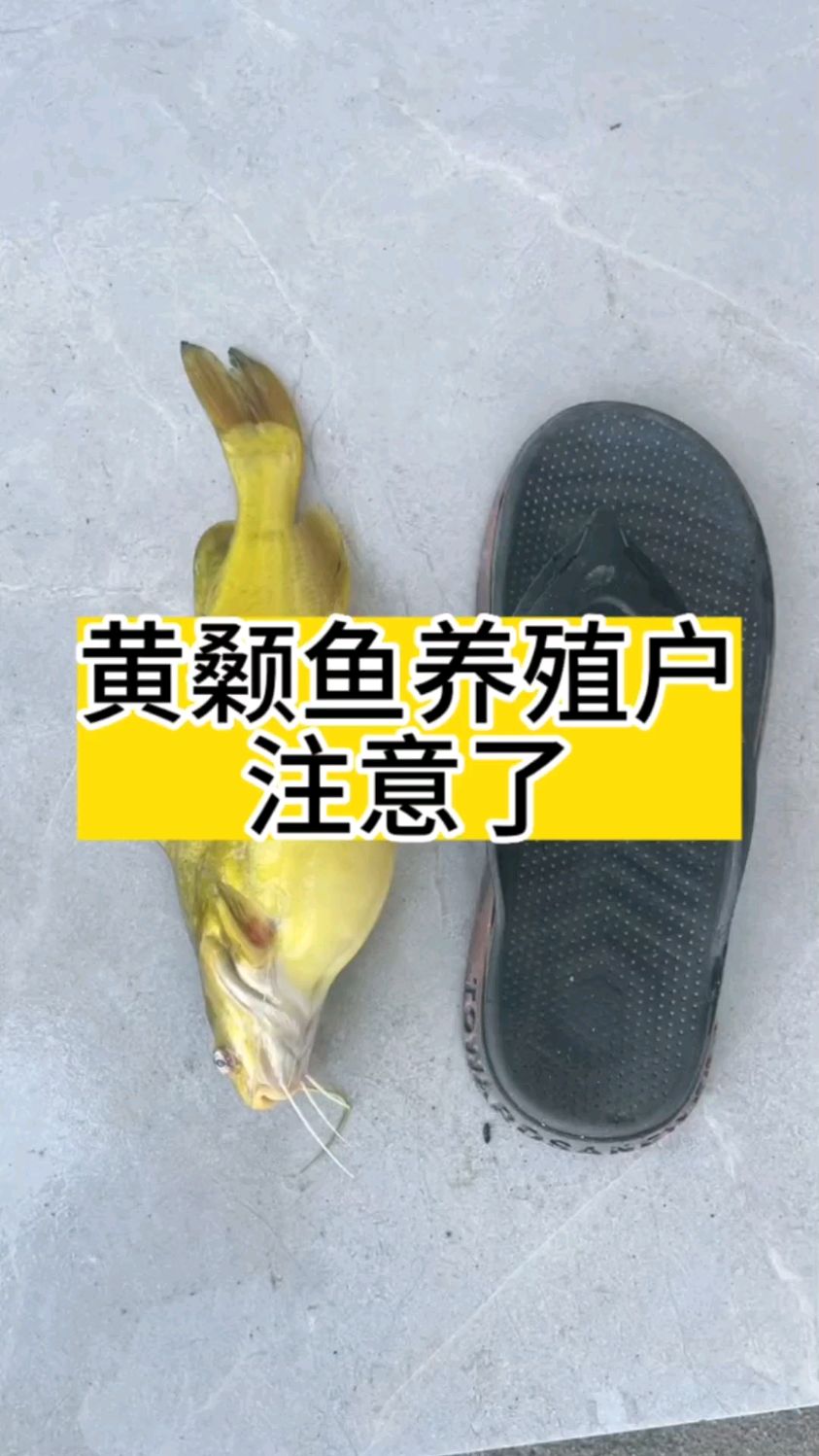 黄颡鱼养殖户注意了