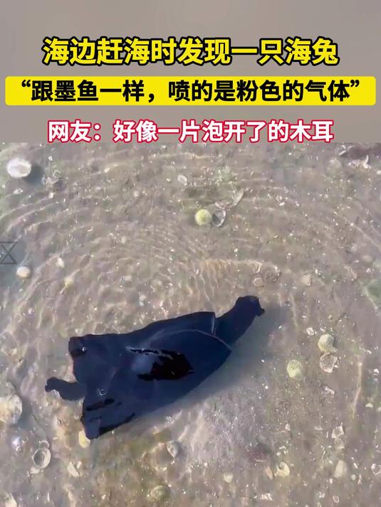 海边赶海时发现一只海兔“跟墨鱼一样,喷的是粉色的气体”