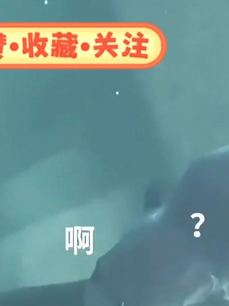 传说中的约等鱼？#抽象##鱼#