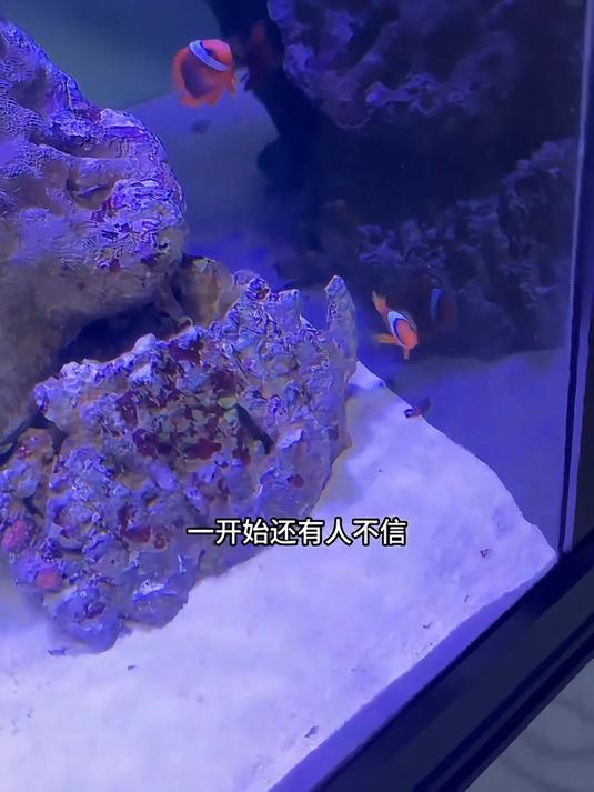 小丑鱼起死回生！这回在海缸里养点啥？