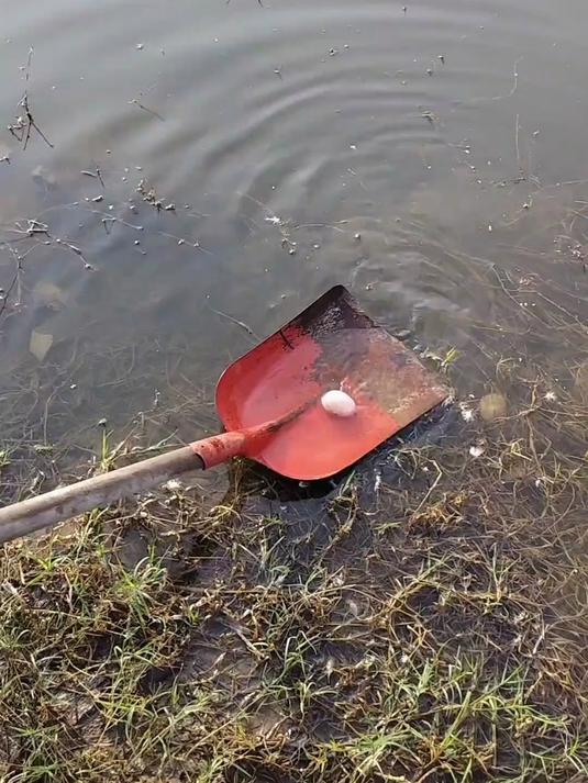 水里有鸭蛋
