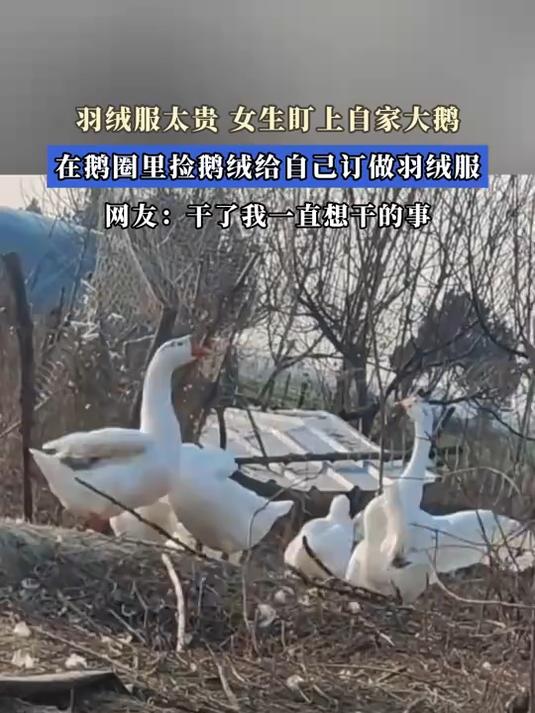 羽绒服太贵,女生盯上自家大鹅,在鹅圈里捡鹅绒给自己订做羽绒服