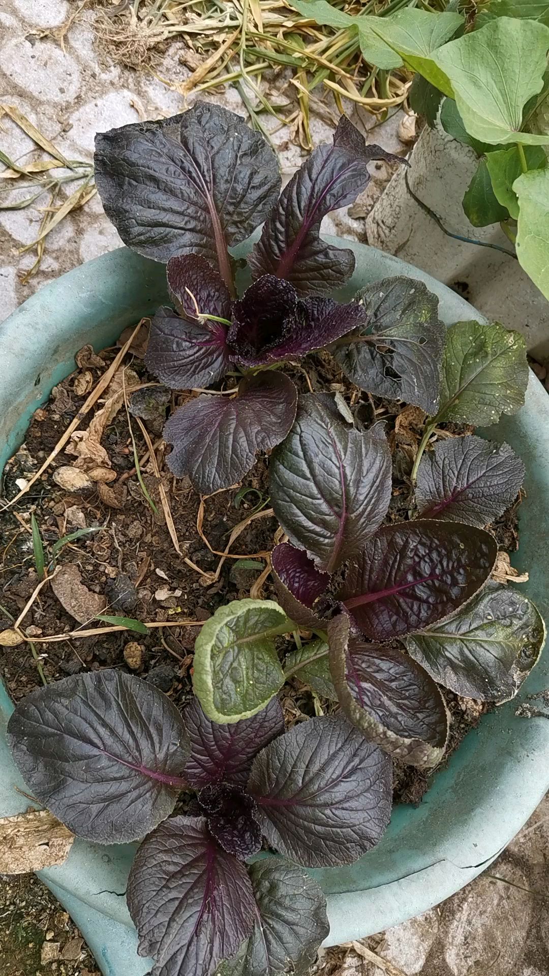 大家看看这是我培植的紫色白菜