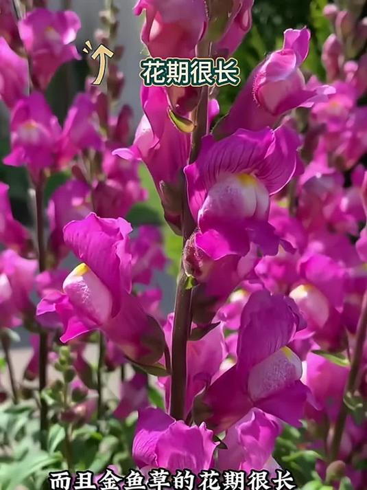 重瓣金鱼草养护不难 阳光浇水施肥有技巧 花开不断