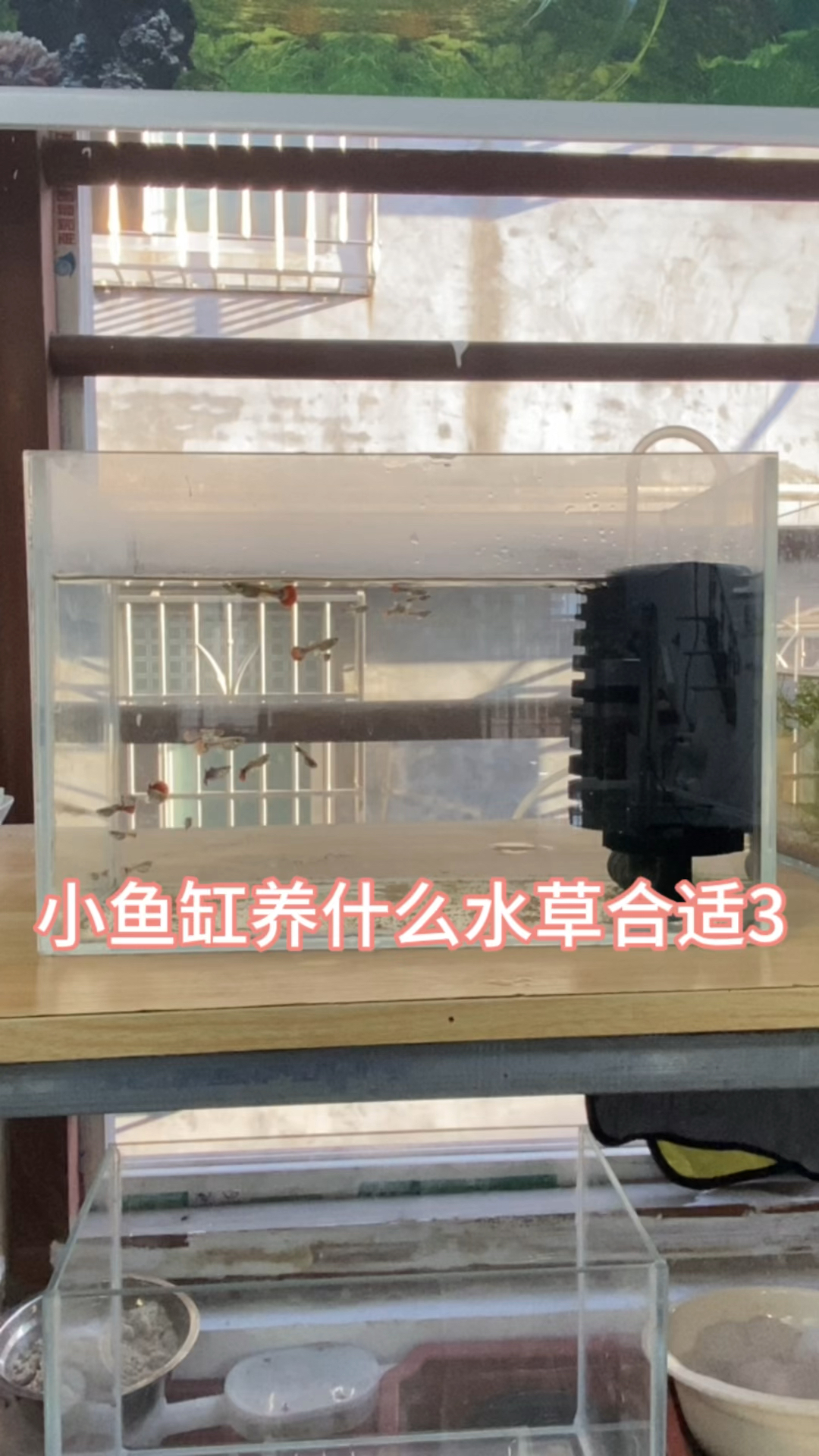 小鱼缸养什么水草合适3#养鱼 #水族