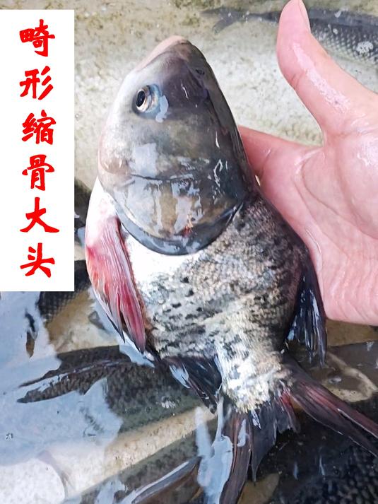 缩骨大头,是人为畸形鱼,你能接受吗?