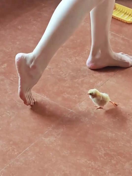 女子练舞尽显优雅，小鸡一旁同步模仿，这萌态直接萌翻全场！