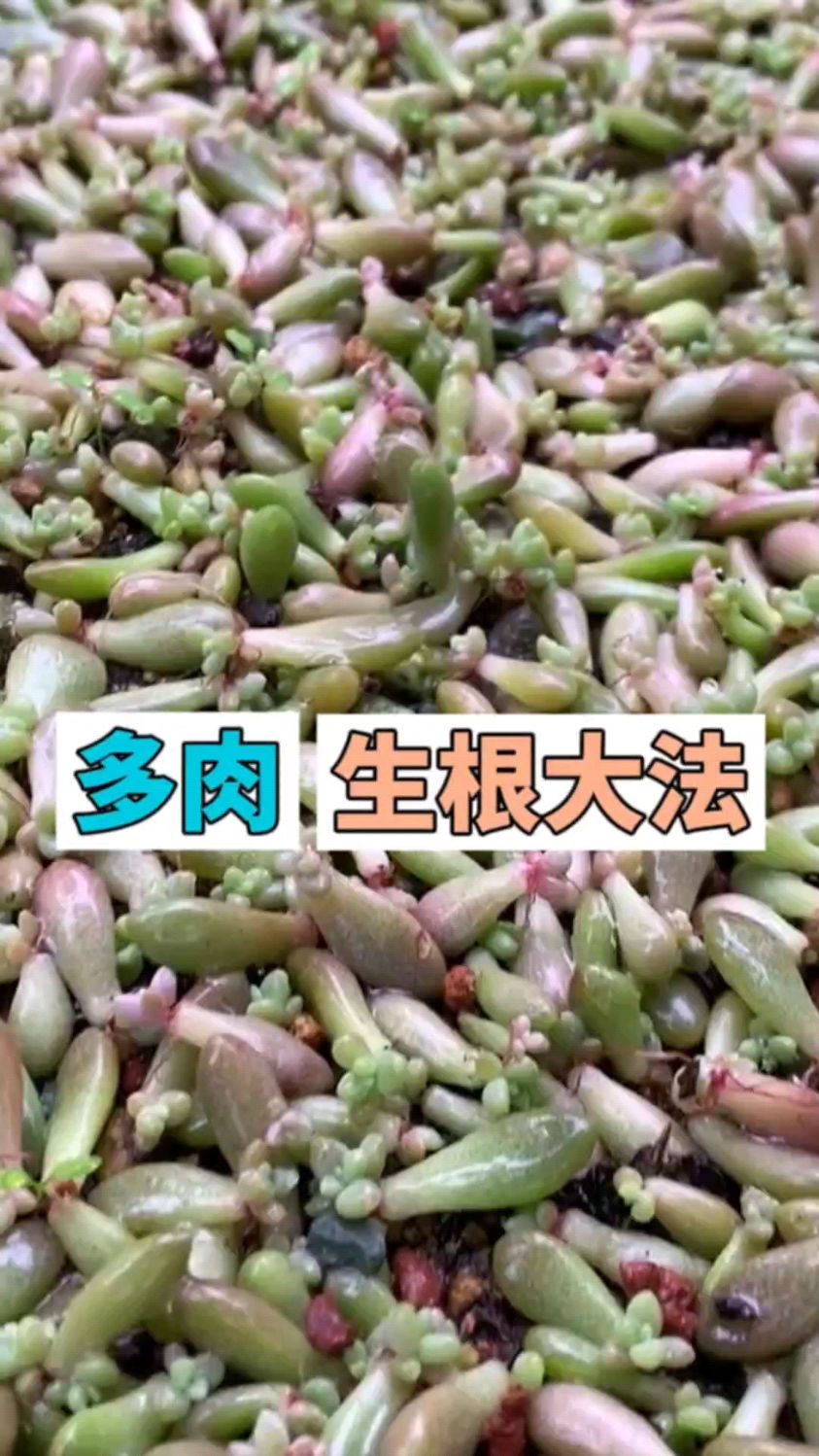 8种多肉叶插方法,你知道几种?