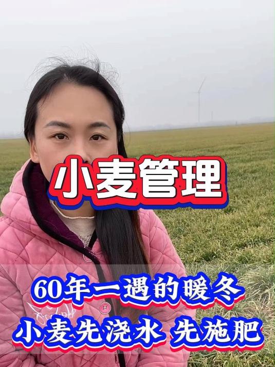 60年一遇暖冬小麦先浇水还是先施肥