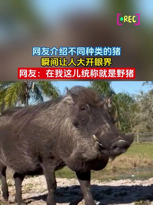 网友介绍不同种类的猪,瞬间让人大开眼界