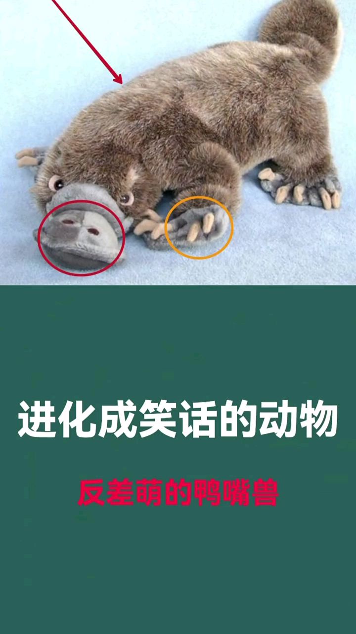 鸭嘴兽好呆萌啊