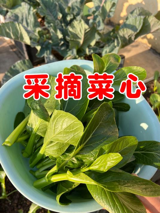 甜菜心如何采摘?底部保留两个芽点,过段时间越摘越多