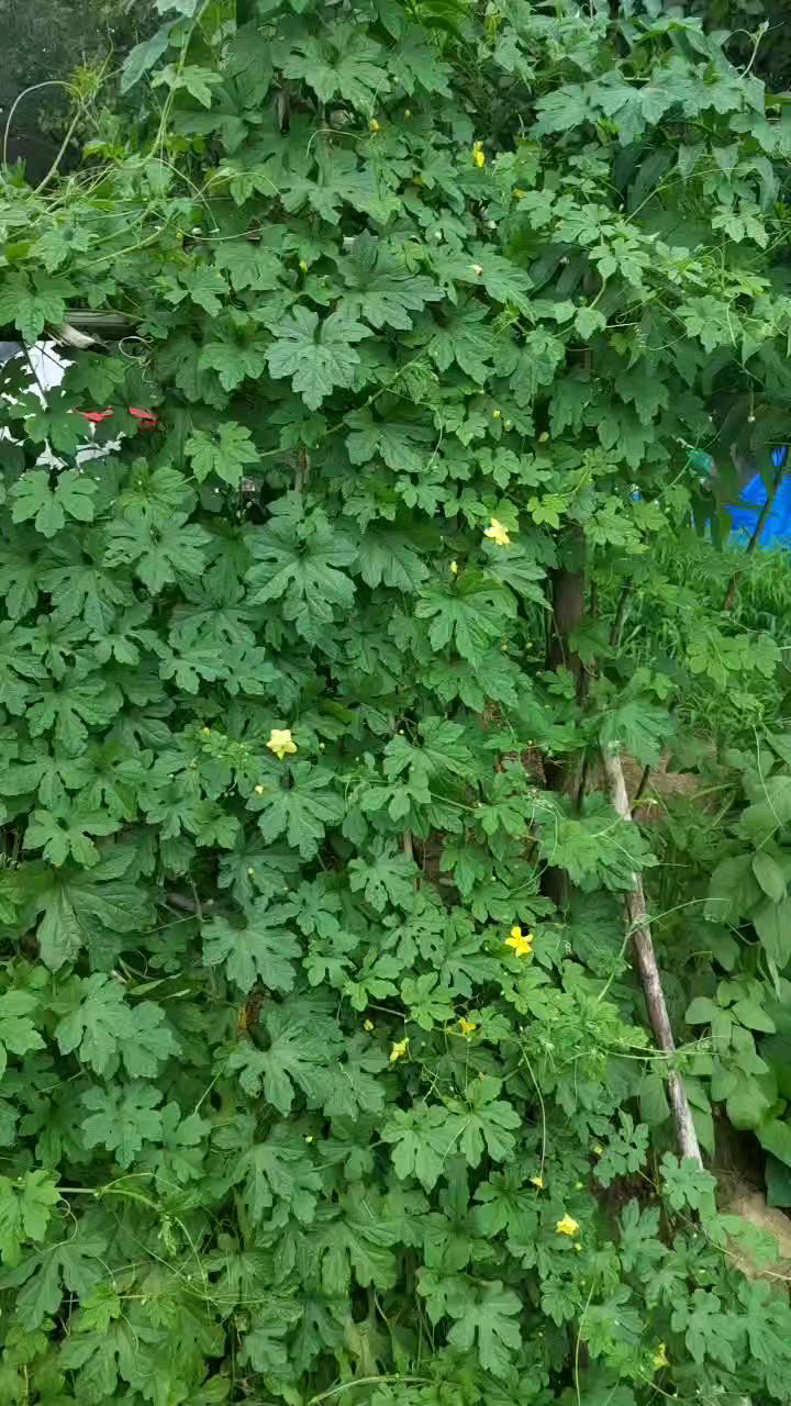 各种各样的蔬菜