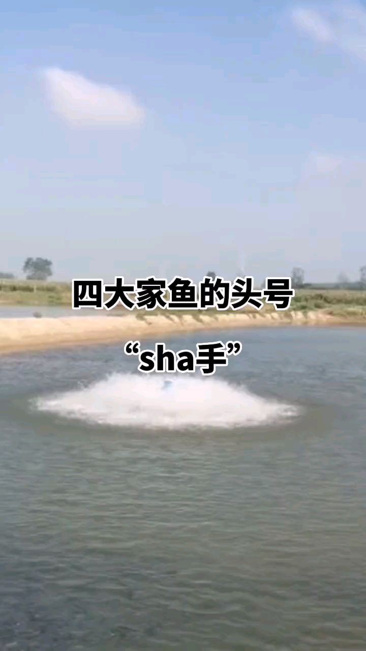 四大家鱼伤亡大的原因