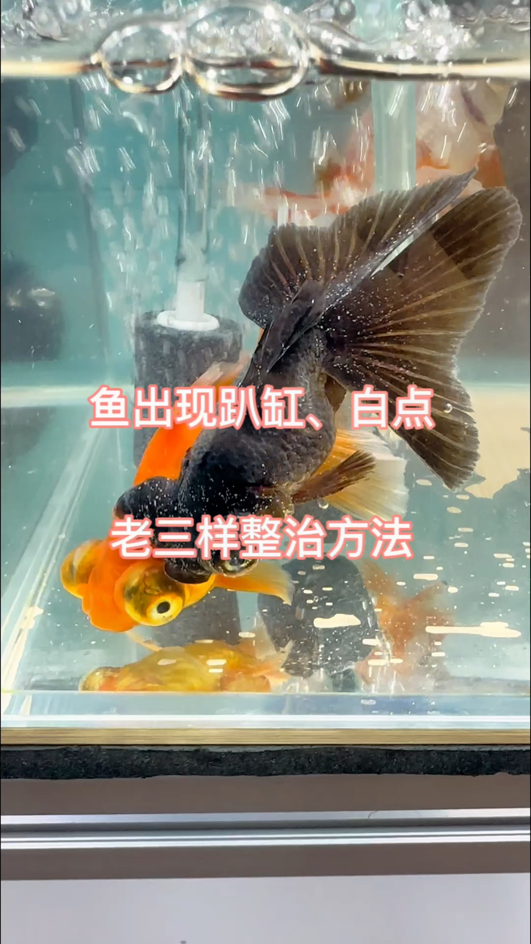 鱼容易出现趴缸、白点等症状,赶紧采取养鱼老三样换水放盐升温进行整治。