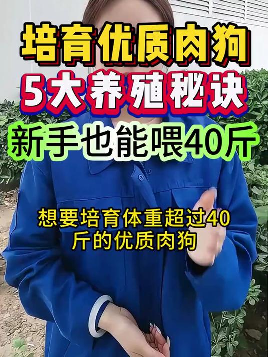新手也不怕!培育优质肉狗的5大秘诀,轻松养到40斤